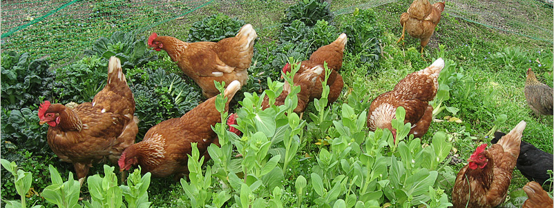 鶏達の写真