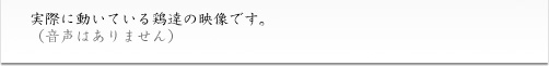 実際に動いている鶏達の映像です。（音声はありません）